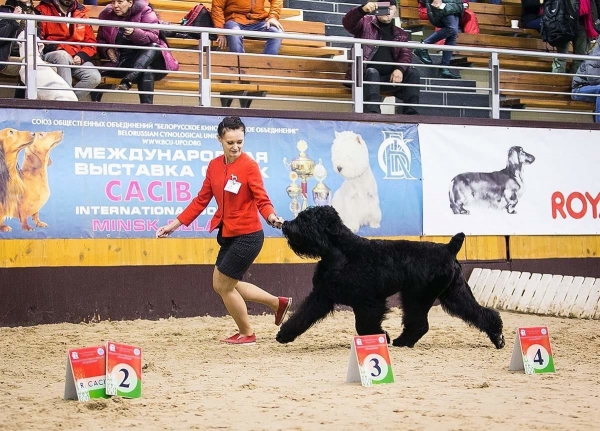 International dog show CACIB-FCI &quot;BELARUS - 2017&quot;
