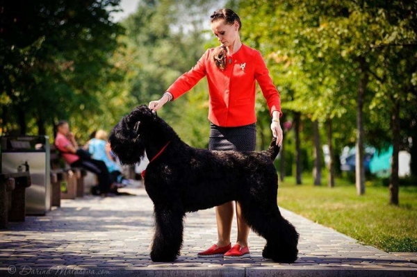 ЕВРО ДОГ ШОУ 2017 Киев