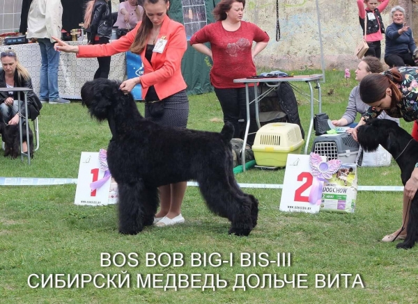 Региональная выставка собак в Гомеле
