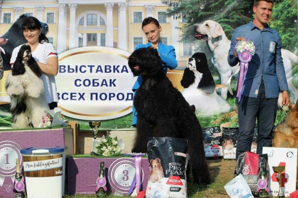Выставка в Гомеле