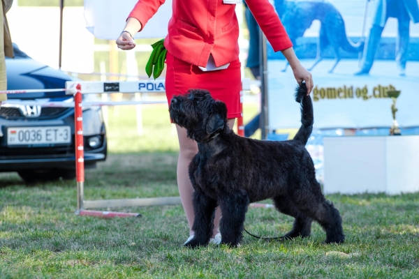 National Dog Show, Belarus, Gomel