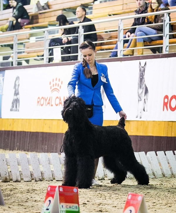 International dog show CACIB-FCI &quot;AUTUMN - 2017&quot;